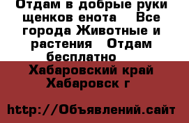 Отдам в добрые руки щенков енота. - Все города Животные и растения » Отдам бесплатно   . Хабаровский край,Хабаровск г.